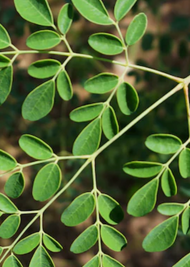 Simplicity Pure Moringa Oil, 30 ml