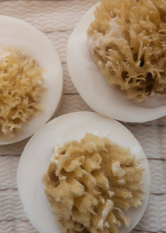 Salt & Sea Soleseife Brine Sea Sponge Palm Free Soap